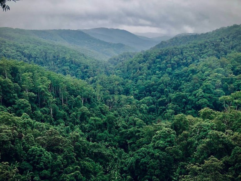 Darurat Pembiayaan Hutan Sosial Melalui Wakaf Hutan