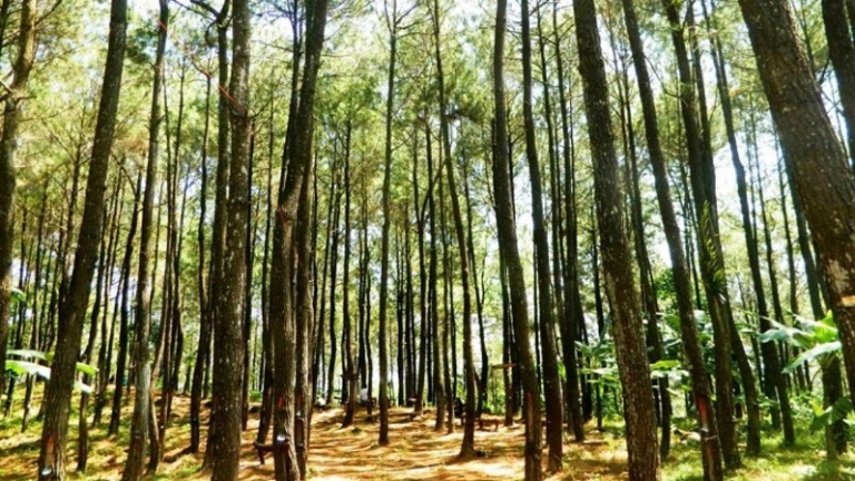 Darurat Pembiayaan Hutan Sosial Melalui Wakaf Hutan